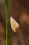 Fliksigdvinge (Falcaria lacertinaria)
