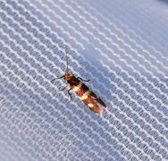 Yellow-barred Gold (Micropterix aureatella)