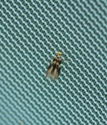 Lime Bent-wing (Bucculatrix thoracella)