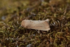 Punktgressfly (Leucania obsoleta)