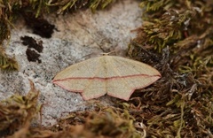 Blood-vein (Timandra comae)