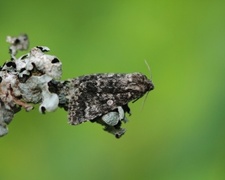 Ospekveldfly (Acronicta megacephala)