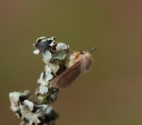 Gråbrun tigerspinner (Diaphora mendica)