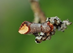 Oksehodespinner (Phalera bucephala)