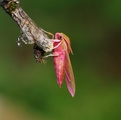 Stor snabelsvermer (Deilephila elpenor)