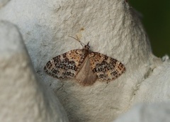 Yellow-barred Brindle (Acasis viretata)