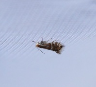 Phyllonorycter ulmifoliella