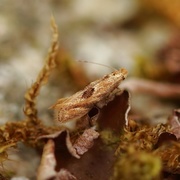 Birch Bent-wing (Bucculatrix demaryella)