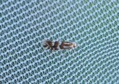 Phyllonorycter hilarella