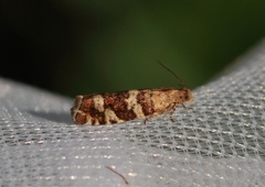 Silver-barred Bell (Epinotia fraternana)