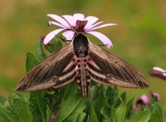 Ligustersvermer (Sphinx ligustri)