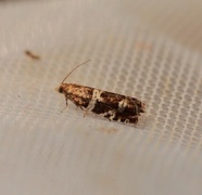 Silver-barred Bell (Epinotia fraternana)