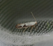 Netted Argent (Argyresthia retinella)