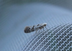 Argyresthia fundella