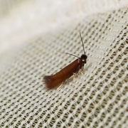 Daisy Bent-wing (Bucculatrix nigricomella)