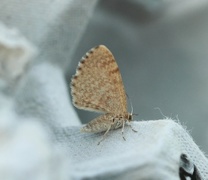 Dingy Shell (Euchoeca nebulata)