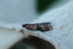 Almesmalmott (Pempelia formosa)