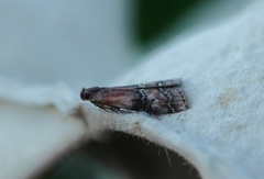 Beautiful Knot-horn (Pempelia formosa)