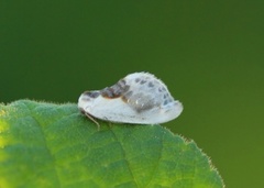 Slåpetornsigdvinge (Cilix glaucata)