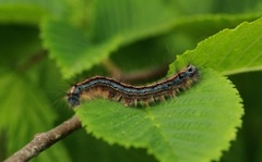 Okergul ringspinner (Malacosoma neustria)