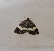 White-banded Carpet (Spargania luctuata)