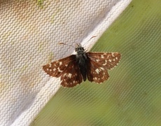 Grizzled Skipper (Pyrgus malvae)