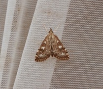 Olive Pearl (Udea olivalis)