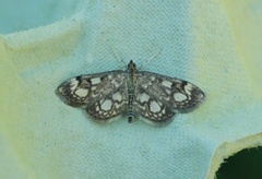 Elder Pearl (Anania coronata)