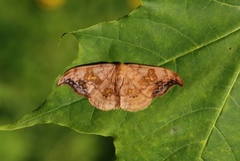 Scarce Hook-tip (Sabra harpagula)