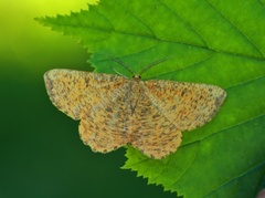 Orange Moth (Angerona prunaria)