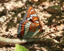 Poplar Admiral (Limenitis populi)