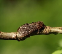 Grå ospetannspinner (Notodonta torva)