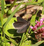 Chimney Sweeper (Odezia atrata)