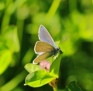 Engblåvinge (Cyaniris semiargus)