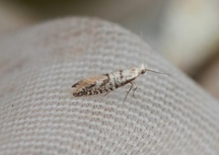 Argyresthia fundella