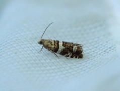 Silver-barred Bell (Epinotia fraternana)