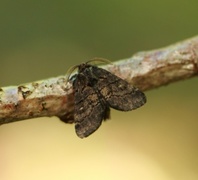 Brun ospetannspinner (Gluphisia crenata)