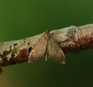 Jordengmott (Anania terrealis)