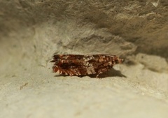 Brown Elm Bell (Epinotia abbreviana)