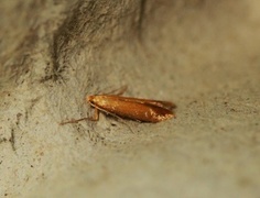 Oak Carl (Tischeria ekebladella)