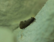 Sigarsekkspinner (Taleporia tubulosa)
