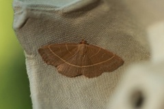 Olive Crescent (Trisateles emortualis)
