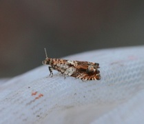 Brown Elm Bell (Epinotia abbreviana)