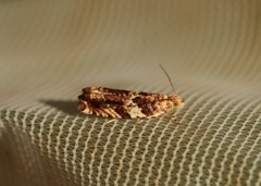 Brown Elm Bell (Epinotia abbreviana)