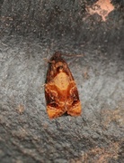 Barlindvikler (Ditula angustiorana)