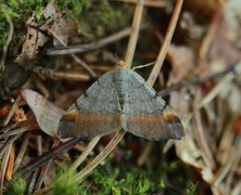 Tawny-barred Angle (Macaria liturata)