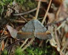 Furubuemåler (Macaria liturata)