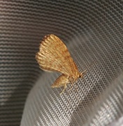 Dingy Shell (Euchoeca nebulata)