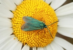 Forester (Adscita statices)