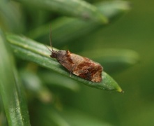 Barlindvikler (Ditula angustiorana)